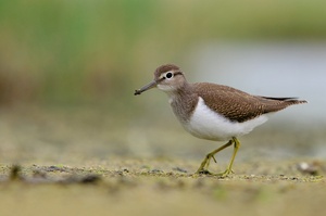 Flussuferläufer (Acitis hypoleucos)