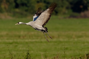 Vogel des Glücks