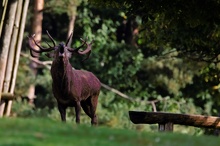 Rothirsch (Cervus elaphus)