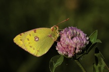 Goldene Acht (Colias hyale)