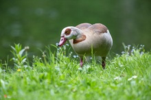 Nilgans