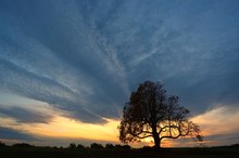 alter Kastanienbaum