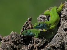 Ein Smaragdeidechsen-Paar