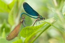 ~ Vermehrung der Blauflügeligen ~