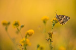 Strahlender Sommermorgen