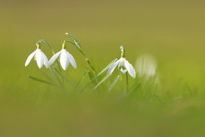 Schneeglöckchen