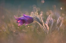 Aneinander gekuschelt in der taunassen Morgenwiese