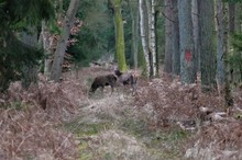 Auf dem Waldweg