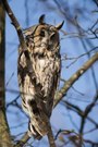 Waldohreule (Asio otus)- Long-eared owl