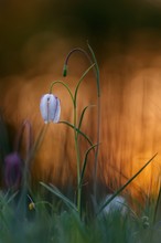 Weiße Schachblume im Abendlicht