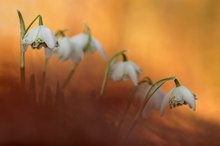 Garten Flüchtlinge