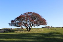 Mystischer Weißdorn