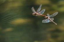 Heidelinellen, Tandem II