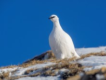 Alpenschneehuhn