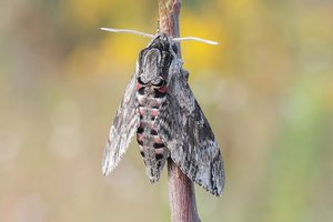 Der Windenschwärmer (Agrius convolvuli)