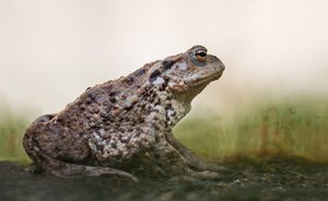 Bufo-Dame