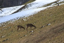 Endlich wieder grünes Gras