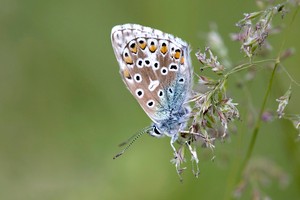 Der Himmelblaue..