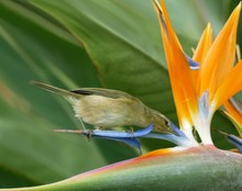 "Europäischer Kolibri" ... ???