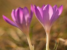 Krokus am späten Nachmittag