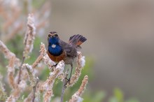 Blaukehlchen