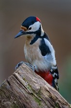 Buntspechtportait (Dendrocopos major)