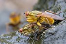 "Dung gelaufen"!