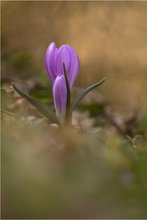 Frühlingslichtblume (Colchicum bulbocodium)