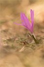 Frühlingslichtblume II (Colchicum bulbocodium)