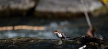 Wasseramsel beim Nestbau