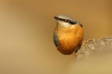 Der frechste Vogel im Wald