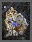 Frühling vor Herbst