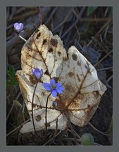 Frühling vor Herbst