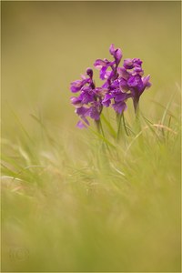 Kleines Knabenkraut (Orchis morio)