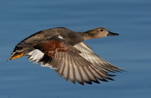 Schnatterente im Flug