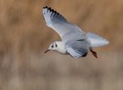 Lachmöwe im Landeanflug