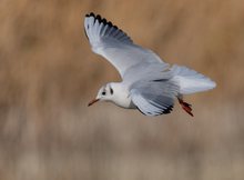 Lachmöwe im Landeanflug