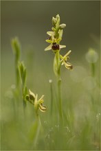 Kleine Spinnen-Ragwurz (Ophrys araneola)