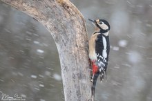 Winterimpression beim Buntspecht