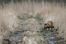 Das Leopadenschwein