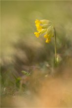 Ein kleiner Frühlingsgruss