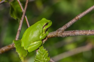 Laubfrosch beim Sonnenbad