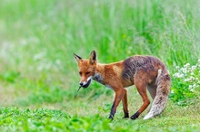 Fuchsfähe mit erbeuteter Maus,