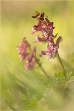 Festknolliger Lerchensporn (Corydalis solida)