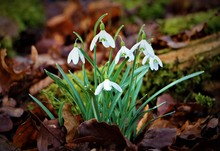 Galanthus