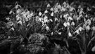 Galanthus Gruppe