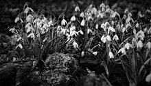 Galanthus Gruppe