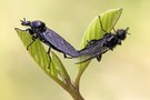 Freut Euch!