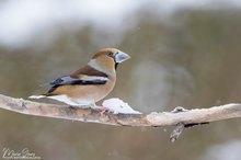 Winterlicher Kernbeisser