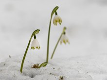 Märzenbecher im Schnee